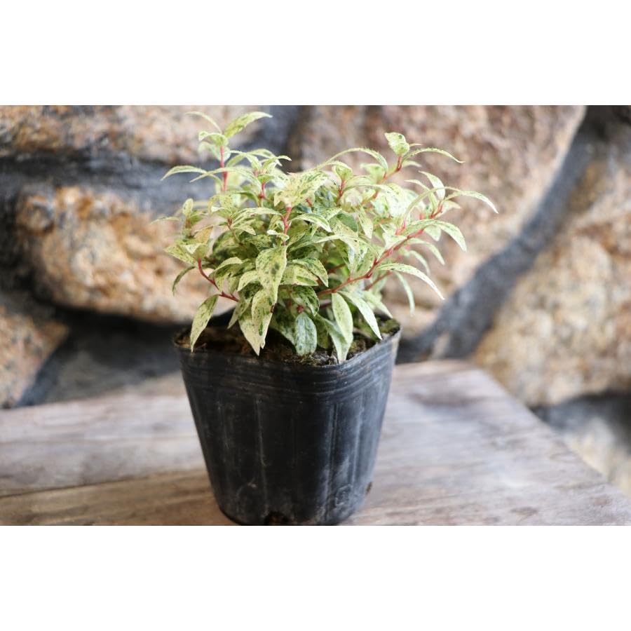 Amazon.co.jp: 斑入り 西洋イワナンテン フロマージュ 2.5〜3号ポット